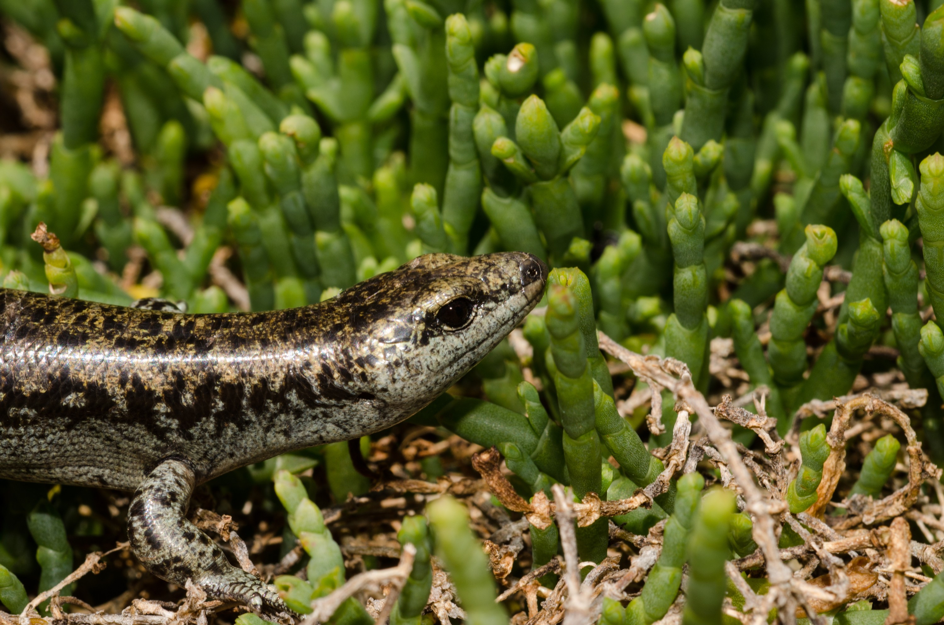 DSC_6035 – Diving, skink, Egg, laying, skink, Oligosoma, suteri, poor, knights, islands, Crispin, reptiles, amphibians, rare, cold, blood, new, new zealand, zealand, nz